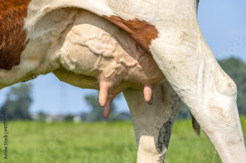 Udder cow and teat close up, soft pink and large mammary veins photo
