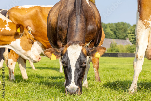 Cow grazing blades of grass,  head down in a green pasture