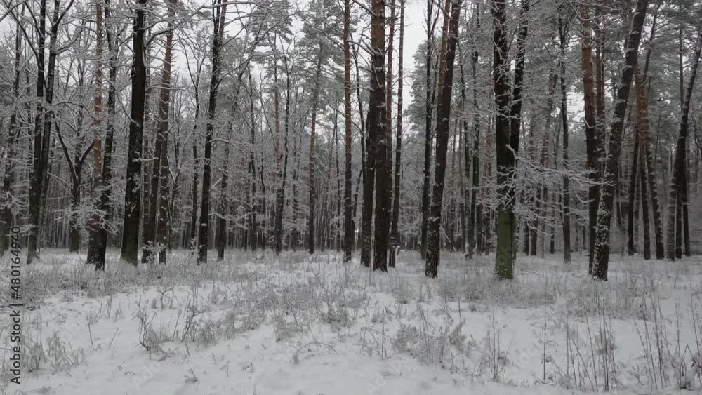 Beautiful forest winter, snowy landscapes. Snow lies on tree branches and on the ground. Beautiful forest winter, snowy landscapes. Snow lies on tree branches and on the ground.