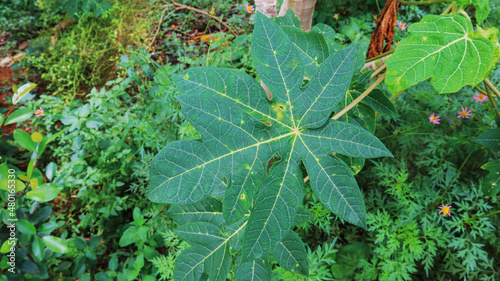 cassava leaves in the garden
