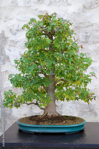 Acer buergerianum bonsai tree against a stone wall