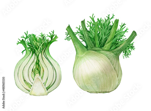 Fennel.  Watercolor illustration on a white background.