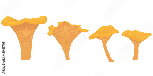Chanterelle Mushroom isolated on white background. edible types of mushrooms. vegetarianism. Golden Mushroom, yellow, chanterelle, egg mushroom, girolle, pfifferling.  vector flat.