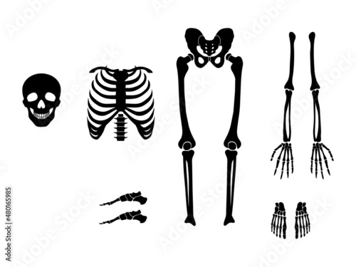 Set of skeleton with different parts. Collection of silhouette of human body wrist and thorax, chest, finger and skull, etc.. Human anatomy. Vector illustration isolated on white background.