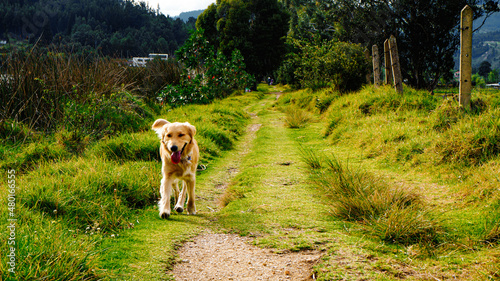 Perro caminando por camino del bosque en el tardecer photo