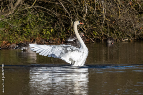Mute swan  Cygnus olor swimming on a lake