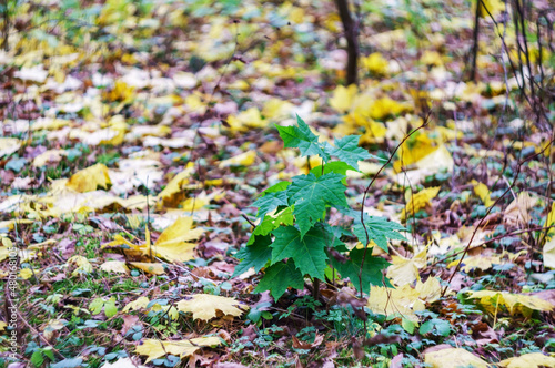 Autumn landscape. Green leaves amidst the yellowed ones. Background bokeh. © SeagullNady