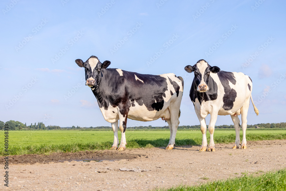 2 Cows black and white, standing on a path, in the Netherlands, frisian holstein and a blue sky, horizon over land