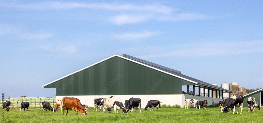 Cows and barn, farm landscape with grazing livestock in the netherlands. Dutch countryside with field and blue sky