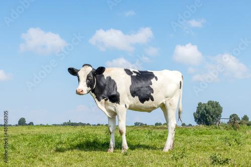 Young cow in field standing on green grass in a meadow, pasture, a blue sky