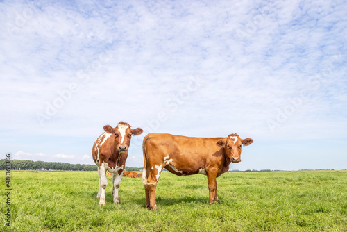 Two cows red brown in row, standing in a meadow, fully in focus, blue sky, green grass. © Clara