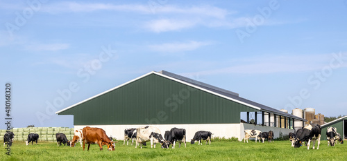 Obraz na płótnie Cows and barn, farm landscape with grazing livestock in the netherlands. Dutch countryside with field and blue sky w salonie