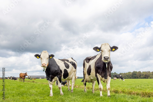 2 cows  standing in a pasture  black and white in a green field  cloudy overcast sky and horizon over land
