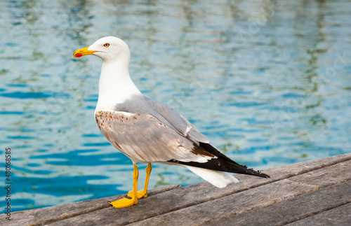 Sea gull on a pier close to the water in summer day