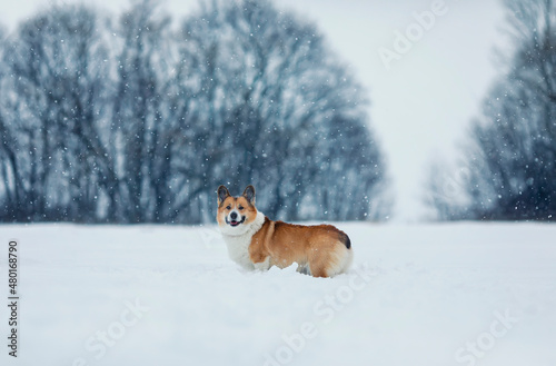 cute dog corgi walks in a winter park during a snowfall