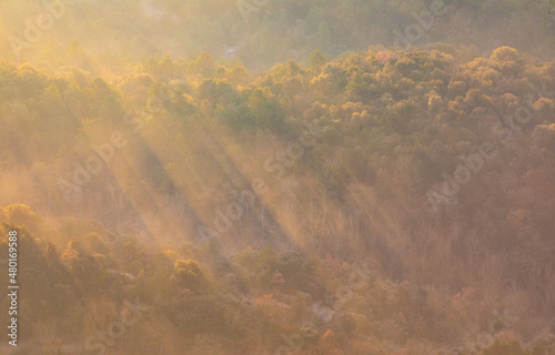 Paisaje de un bosque (árboles pinos) entre la niebla en un amanecer dorado de invierno
