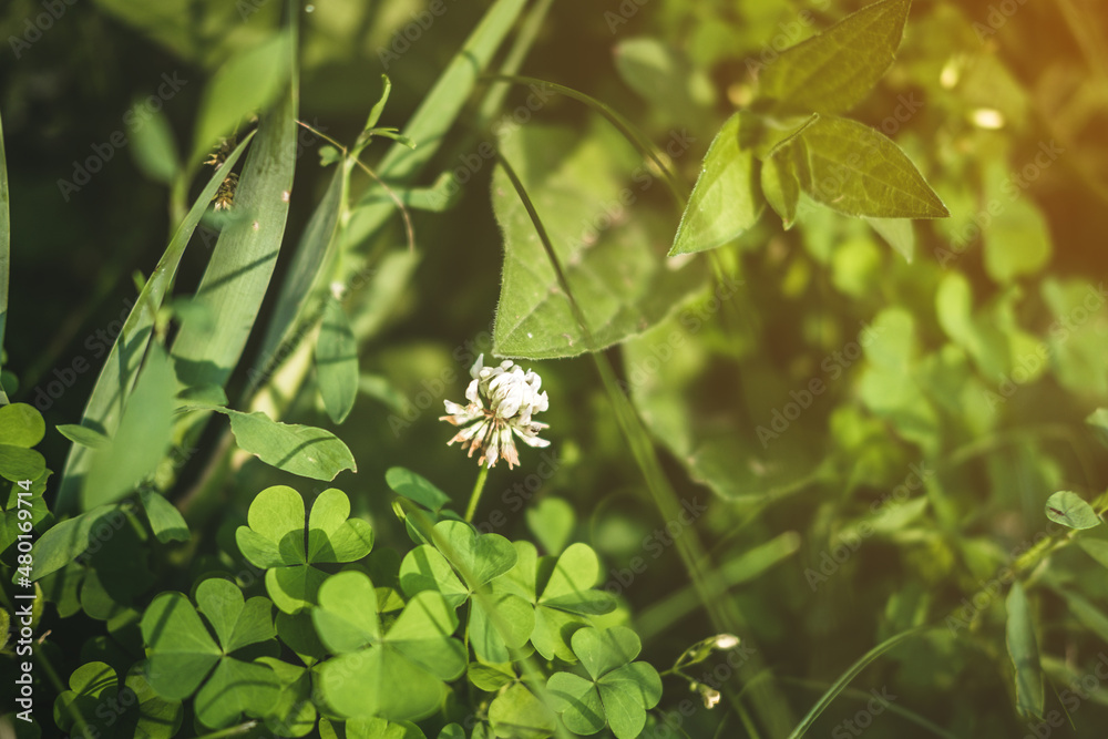 Green clover flower and leaves with sunlight. Green clover flower and leaves with sunlight.