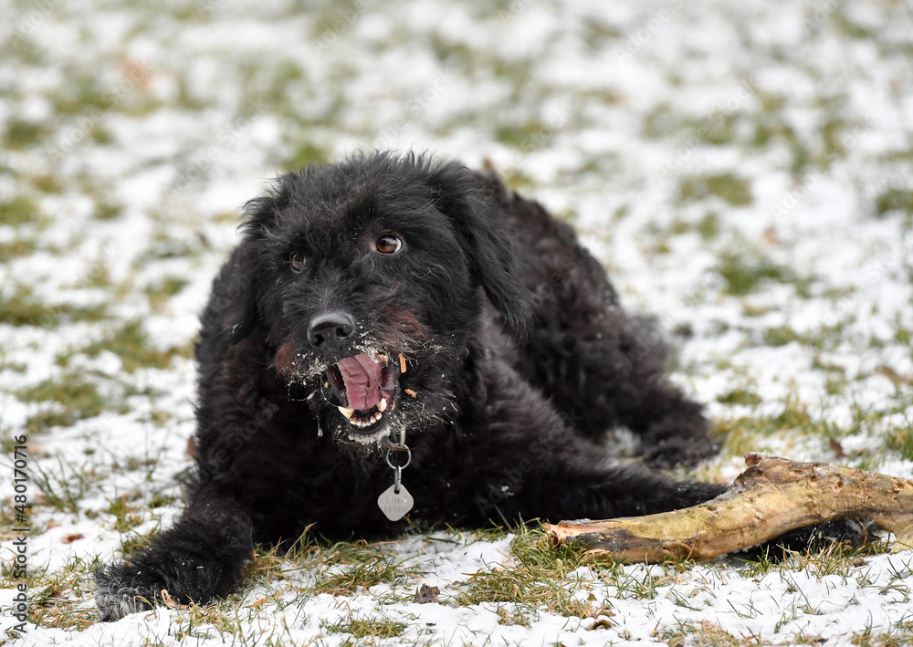 Fototapeta premium AUT, Hundefreilaufzone Heilhamer Park,