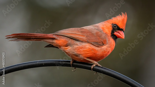 Fotografia Big red male cardinal bird