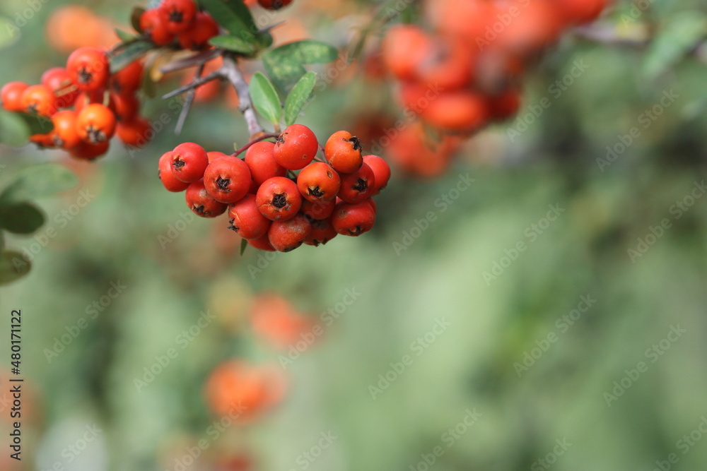 Obraz premium Pyracantha coccinea, the scarlet firethorn[1] is the European species of firethorn or red firethorn that has been cultivated in gardens since the late 16th century
