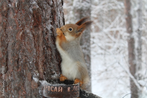 red squirrel in the winter forest
