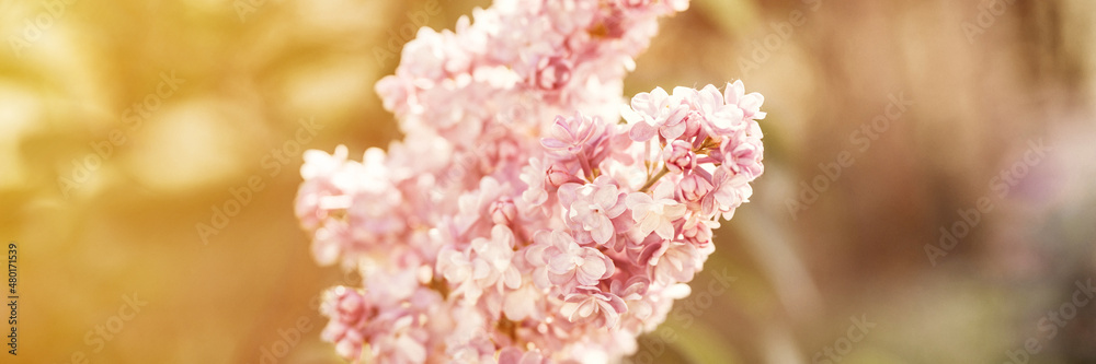 branches of terry lilac in full bloom of purple spring flowers petals and leaves of shrub in a flower garden in nature. tinted in natural muted earthy tones. very pery and green colors. banner. flare