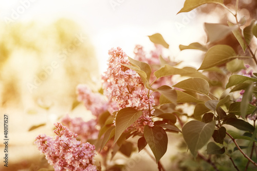 branches of terry lilac blossomed in full bloom of purple spring flowers petals among the leaves of shrub in a flower garden in nature. tinted in natural muted earthy tones. very pery colors. flare photo