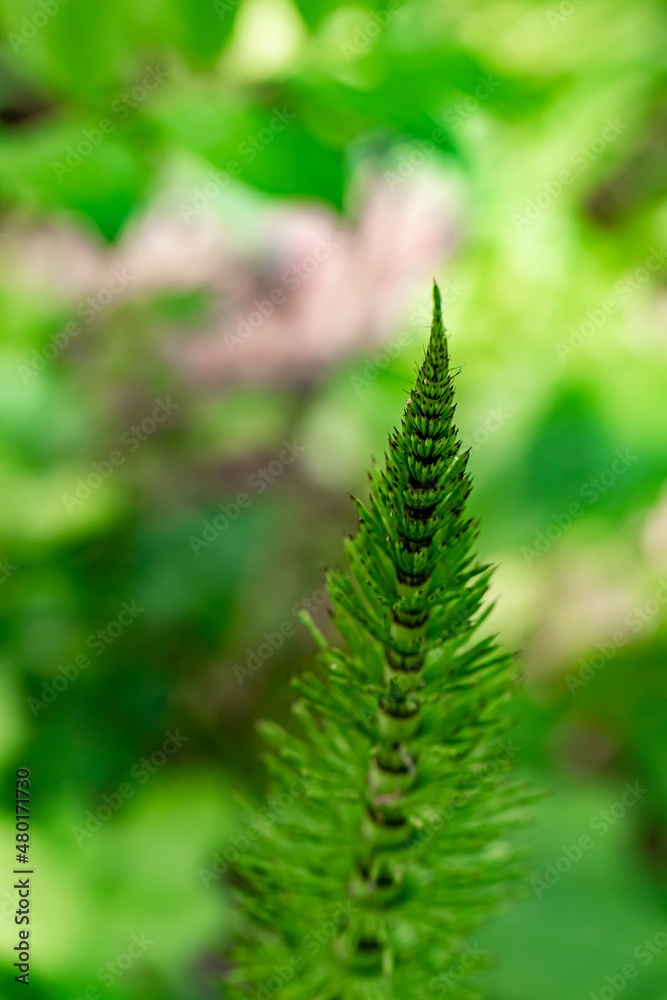 Equisetum arvense flower growing in forest, close up shoot	