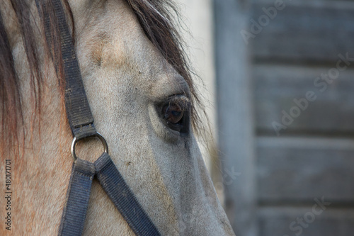 Closeup shot of a horse in a farm in the Netherlands