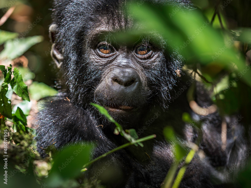 wild baby silver back gorilla peeking through the jungle