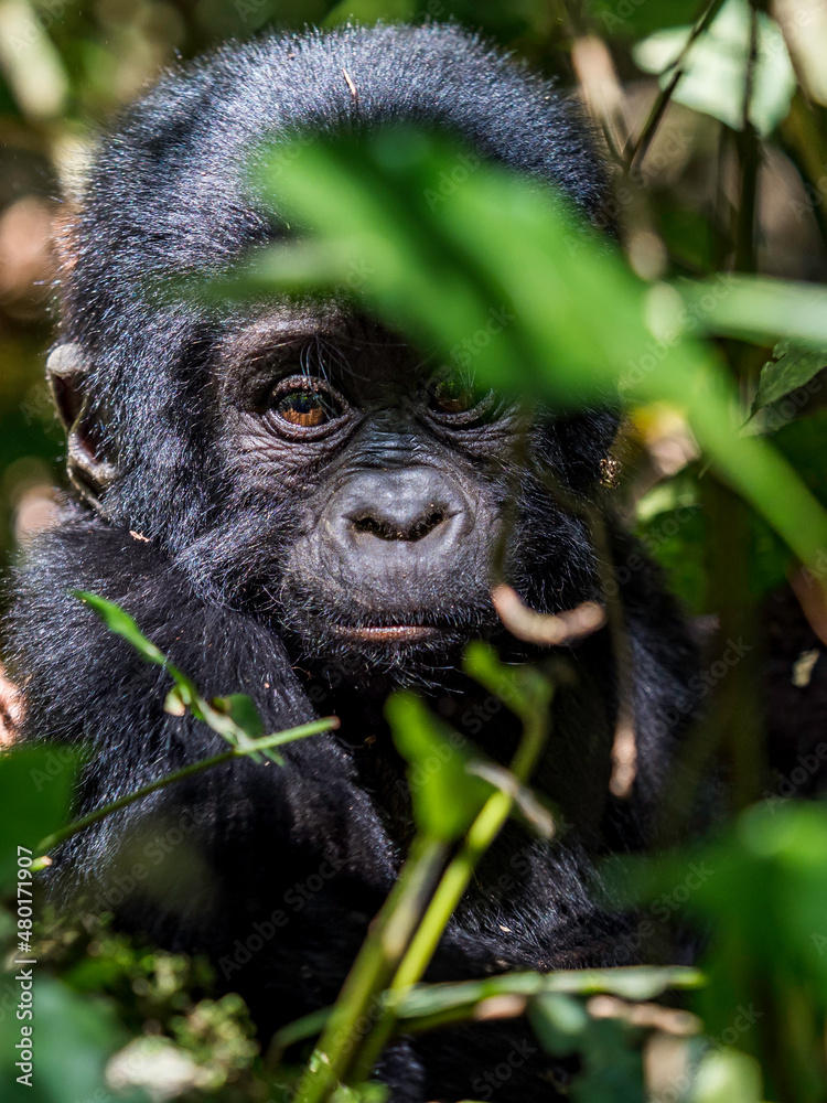 wild baby silver back gorilla peeking through the jungle