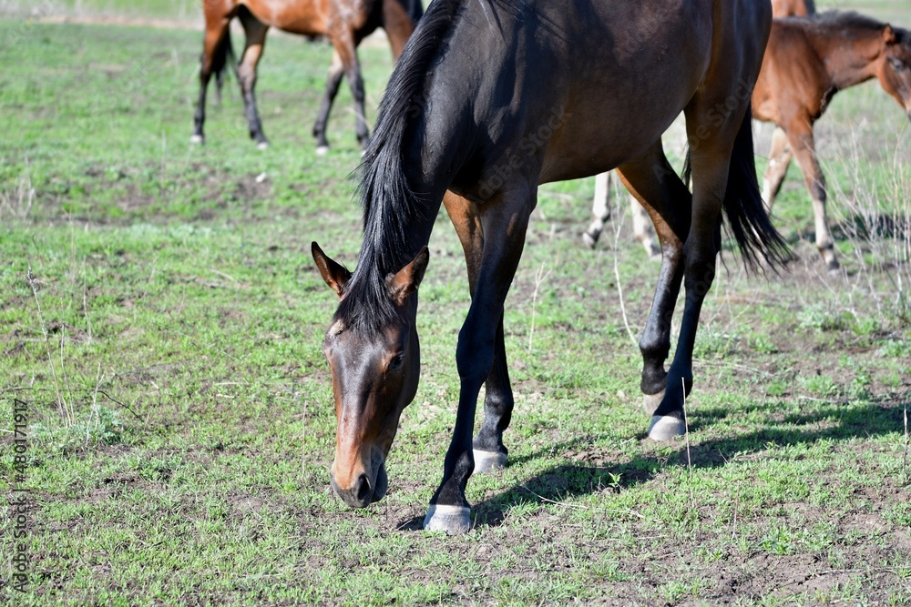 Horses graze on the farm in early spring Horses graze on the farm in early spring