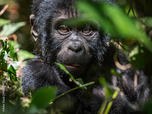 wild baby silver back gorilla peeking through the jungle Fototapet