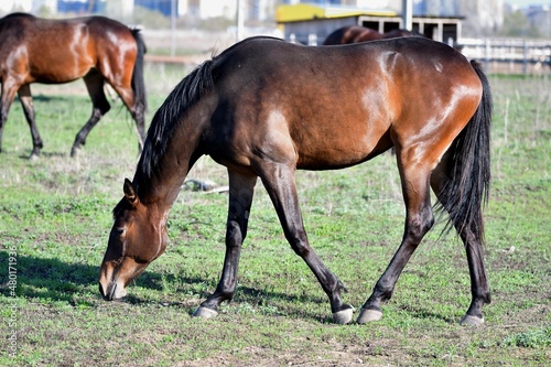 Horses graze on the farm in early spring 