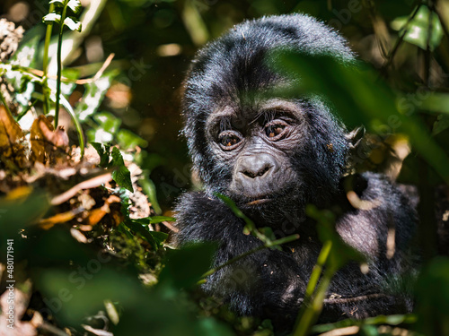 wild baby silver back gorilla peeking through the jungle © doleesi