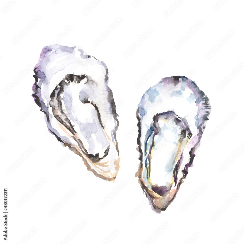 水彩で描いた牡蠣のイラスト Stock Illustration Adobe Stock