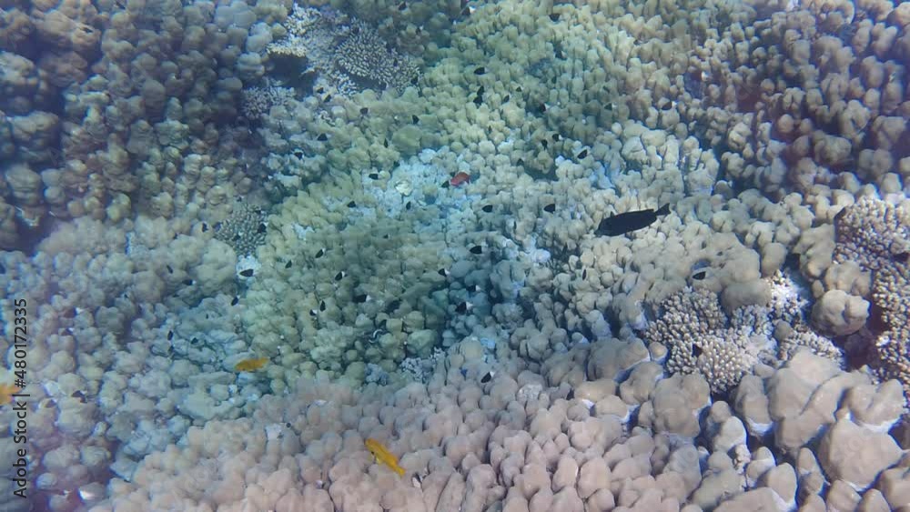 Underwater world of the Red Sea. Beautiful corals and fish underwater. Freediving. Underwater world of the Red Sea. Beautiful corals and fish underwater. Freediving.