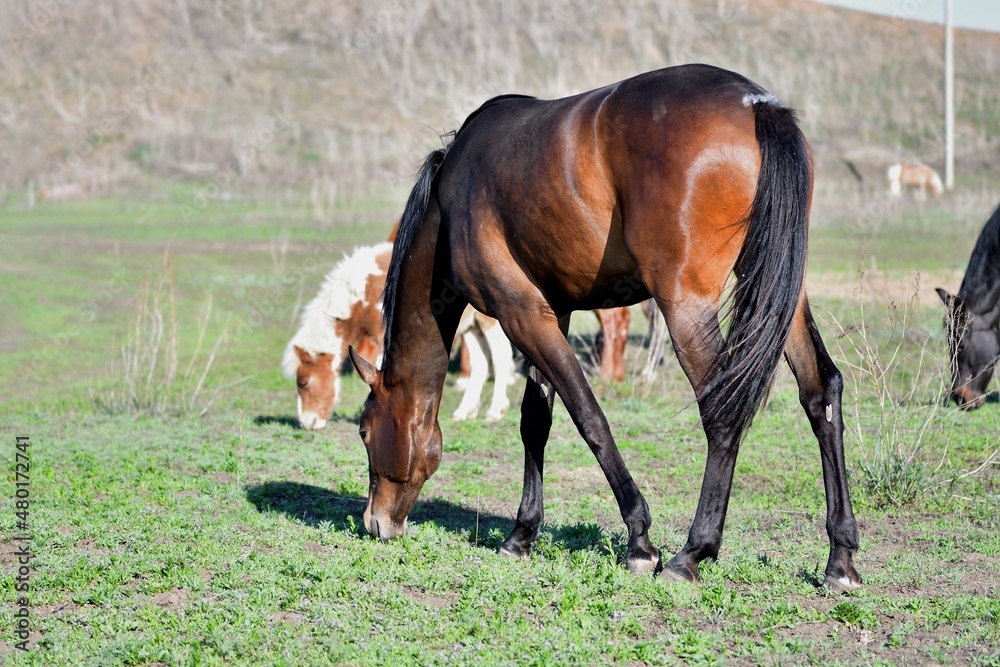 Horses graze on the farm in early spring Horses graze on the farm in early spring