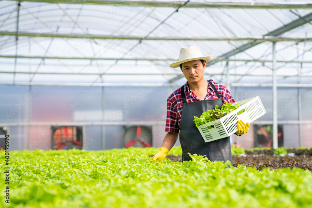 Asian man farmer working in organic vegetables hydroponic farm. Male hydroponic salad garden owner checking quality of vegetable in greenhouse plantation. Food production business industry concept.