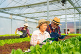 Asian senior couple farmer using digital tablet working in hydroponics system vegetable farm. Man and woman organic salad garden owner inspecting and harvesting lettuce vegetable in greenhouse farming