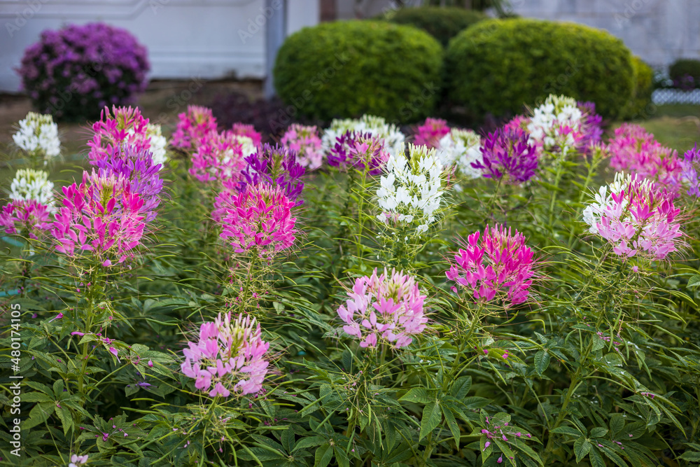 Obraz premium A close-up view of beautiful blooming clusters of pink and white spider flowers.