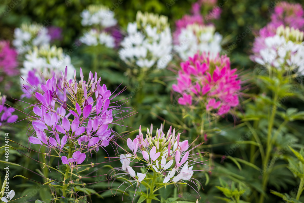 A close-up view of beautiful blooming clusters of pink and white spider flowers. A close-up view of beautiful blooming clusters of pink and white spider flowers.