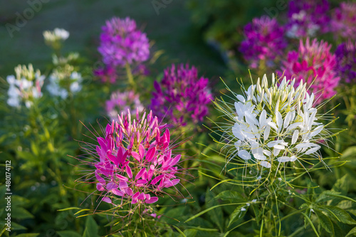 A close-up view of beautiful blooming clusters of pink and white spider flowers.