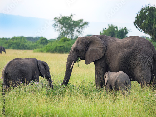 Wild african elephants in Queen Elizabeth National Park Uganda