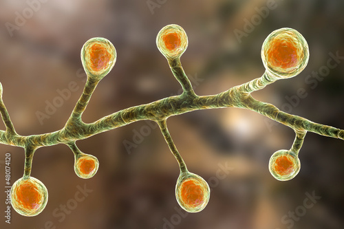 Blastomyces dermatitidis fungi