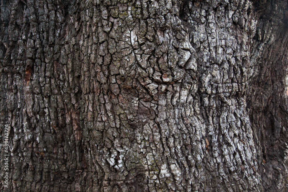 Fototapeta premium The texture of the bark of an old living oak closeup.