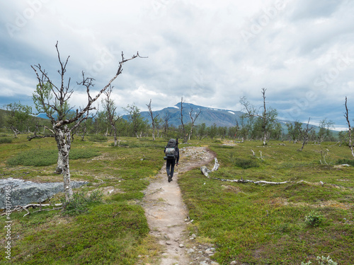 Man hiker with backpack walking at footpath in Lapland landscape with snow capped mountain, birch tree and green bush at Padjelantaleden hiking trail., north Sweden wild nature. Summer cloudy day