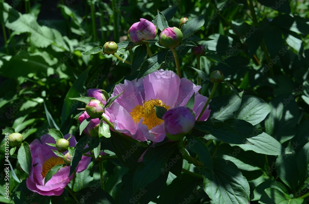 Blooming Chinese peony, scientific name Paeonia lactiflora Blooming Chinese peony, scientific name Paeonia lactiflora