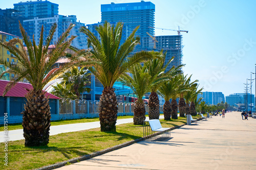 Fotografie, Tablou A row of palm trees on the Batumi embankment