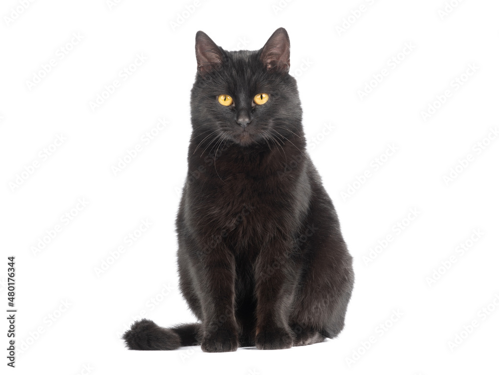 sitting black cat with yellow eyes isolated on white background